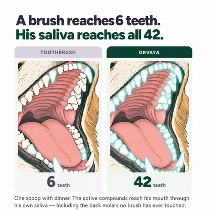 BrushFree™ - Dental Powder for Dogs